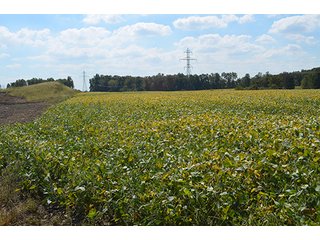 Property photo 12 - LAND AUCTION - 99+/- Acres offered in 4 Tracts or Combinations in Allen County